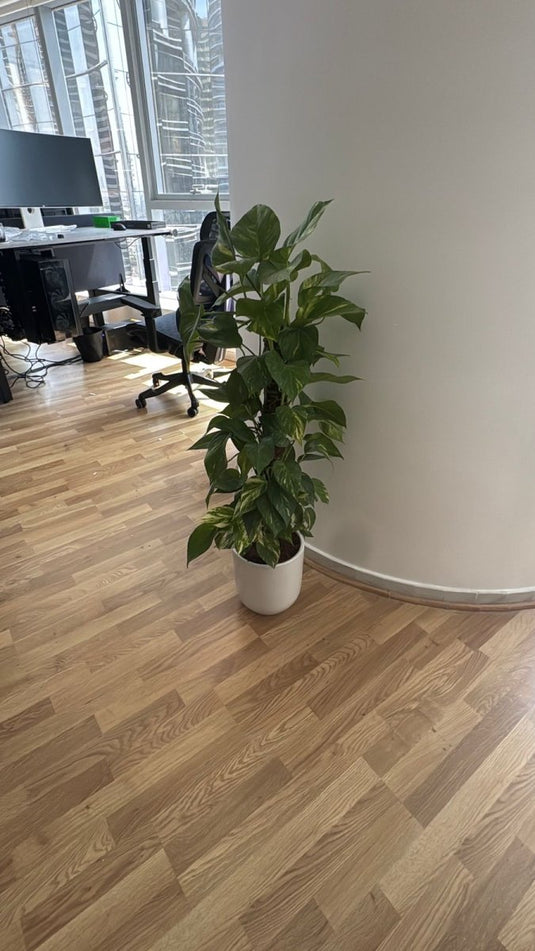 Money Plant - Epipremnum Aureum | Repotted Indoor Plants Pots | Nursery or Ceramic Pot | Home and Office - Freshplants