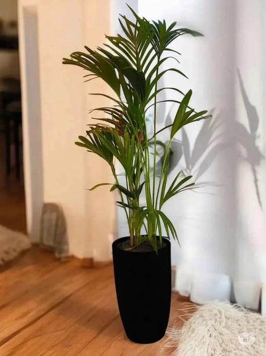 Kentia palm or Thatch Palm | 80-300 cm | Ceramic and Nursery Pot - Freshplants