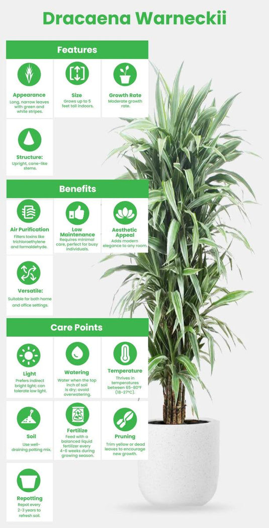 Dracaena Warneckii or Striped Dracaena - Freshplants