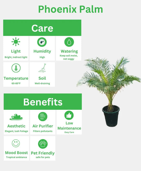 Phoenix Palm | Phoenix Roebelenii | Outdoor Plant | 90 - 110 cm - Freshplants
