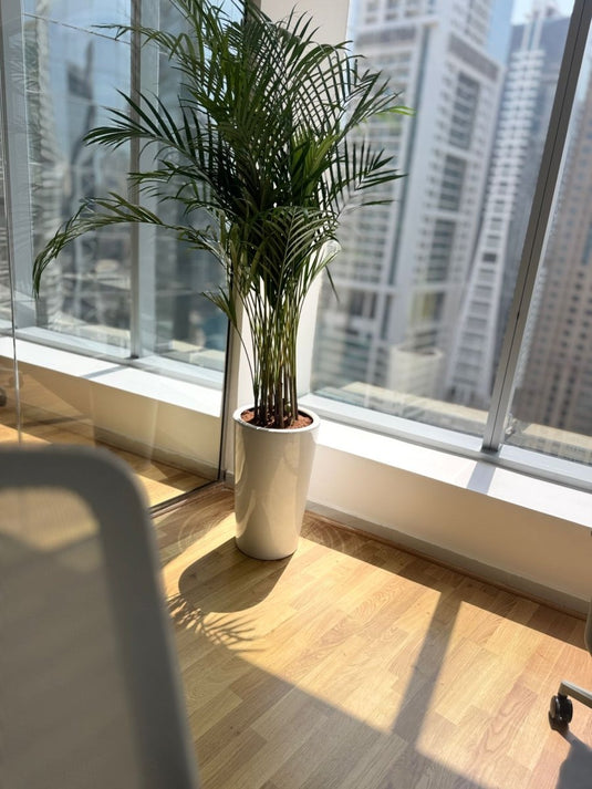 Areca Palm Plant- Exclusive Offer | 130-150 cm | Long Ceramic Pot - Freshplants