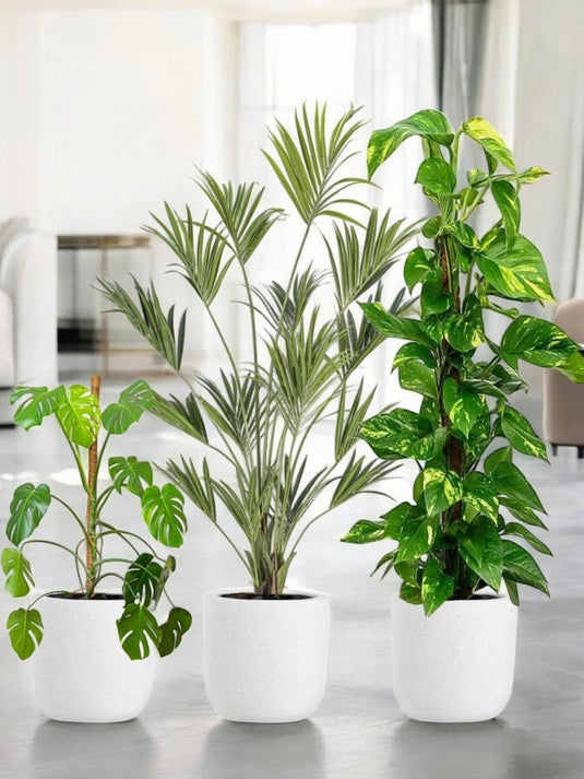 Garden Oasis Bundle - 11 x Plants - Freshplants