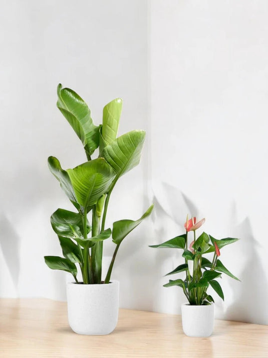 Green Gemstones Bundle - 10 x Plants - Freshplants