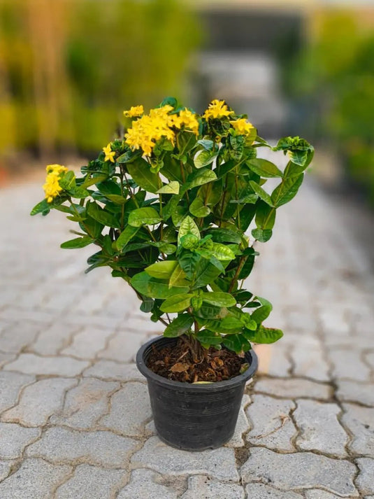 Ixora Coccinea | Outdoor Flowering | 30 to 120 Size - Freshplants