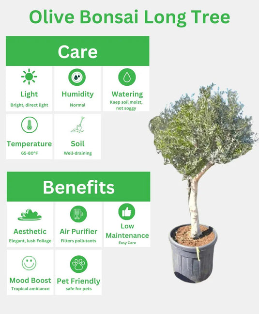 Olive Bonsai Long Tree | 200 cm | Nursery Pot | Outdoor - Freshplants