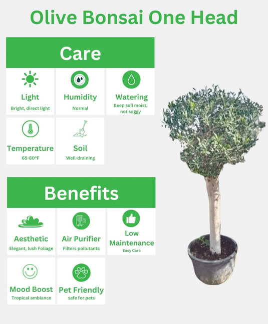 Olive Bonsai One Head | 150 - 180cm | Nursery Pot | Outdoor - Freshplants
