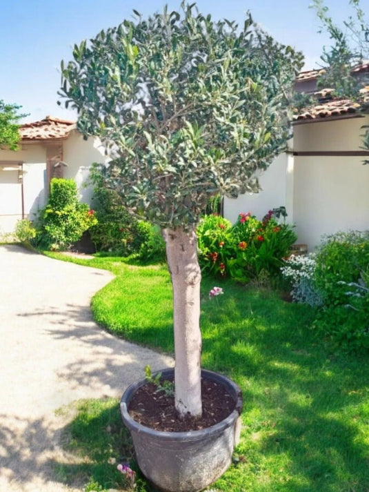 Olive Bonsai One Head | 150 - 180cm | Nursery Pot | Outdoor - Freshplants