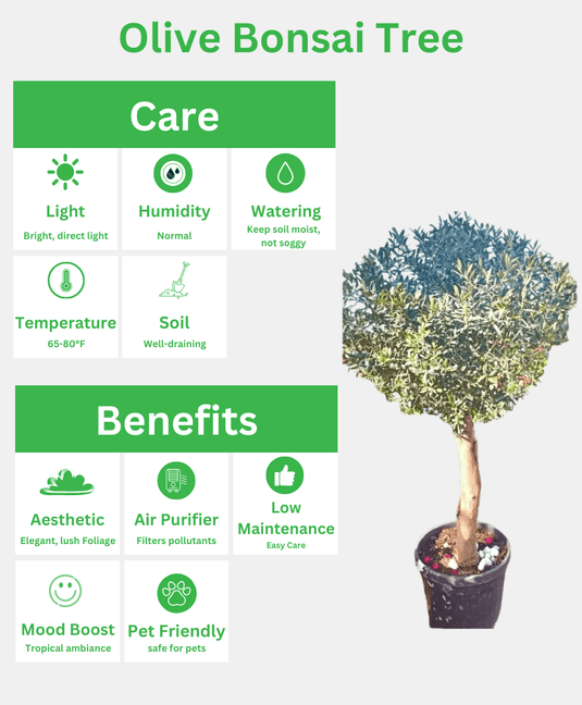 Olive Bonsai Tree | Bonsai Plants | 150 - 170cm | Nursery Pot | Outdoor - Freshplants