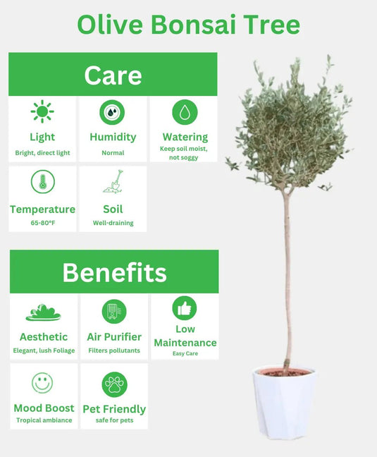 Olive Bonsai Tree | Bonsai Plants | 180 - 200 cm | White Ceramic Pot | Outdoor - Freshplants