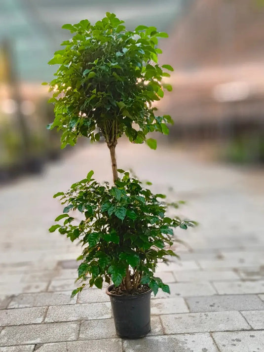 Red Machira 2 Head (China Doll) | Nursery Pot | 140 - 150 cm Plant - Freshplants