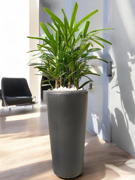Rhapis Excelsa | Broadleaf Lady Palm | 60 - 80cm | Black Long Ceramic Pot - Freshplants