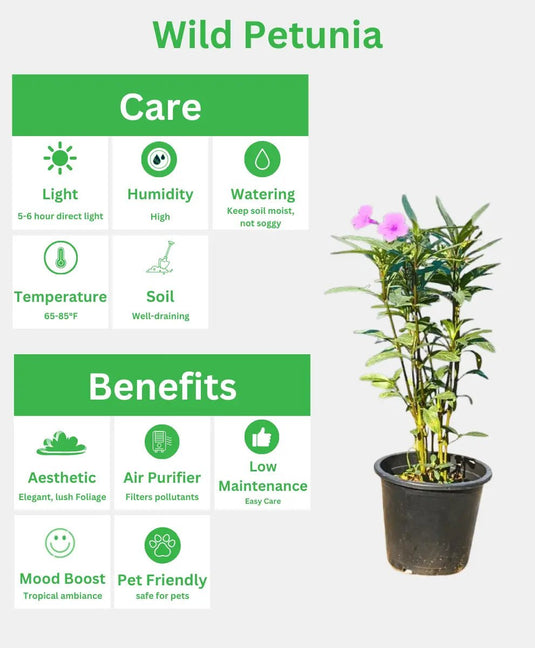 Ruellia Ciliosa or Wild Petunia | Flowering Plant | Outdoor Plant | 40 - 50 cm - Freshplants