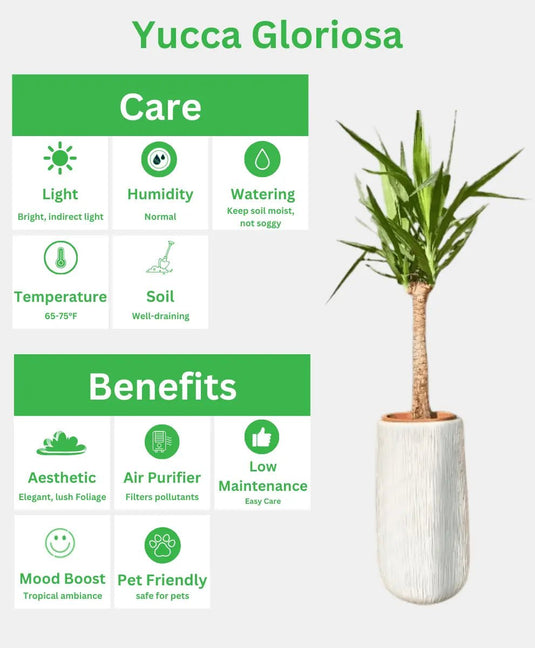 Yucca Gloriosa or Spanish - dagger | 170 - 190cm | Long Ceramic Pot - Freshplants