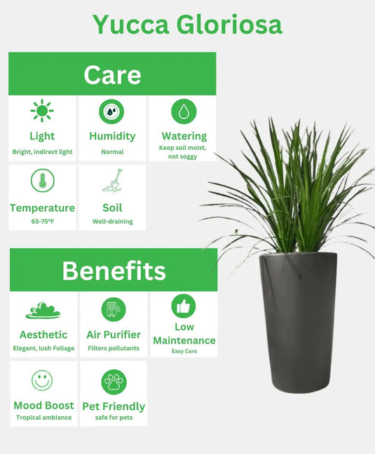 Yucca Plant | 70 - 90cm | Black Long Ceramic Pot - Freshplants