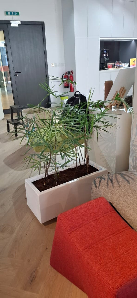 Rhapis Excelsa Bundle | Broadleaf Lady Palm | 50-70cm | White Planter | Office & Home