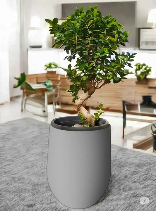 Ficus Panda Bonsai “S” Shape