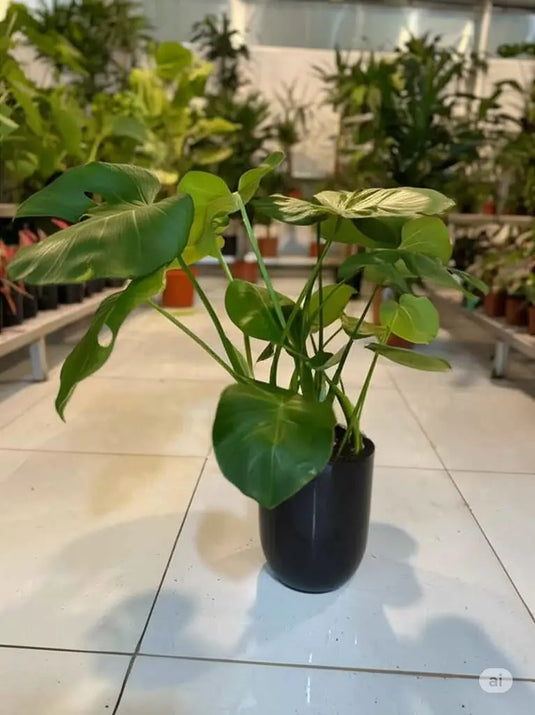 Monstera-Swiss Cheese | Monstera deliciosa or The Hurricane | 30-130 cm | Nursery and Ceramic Pot