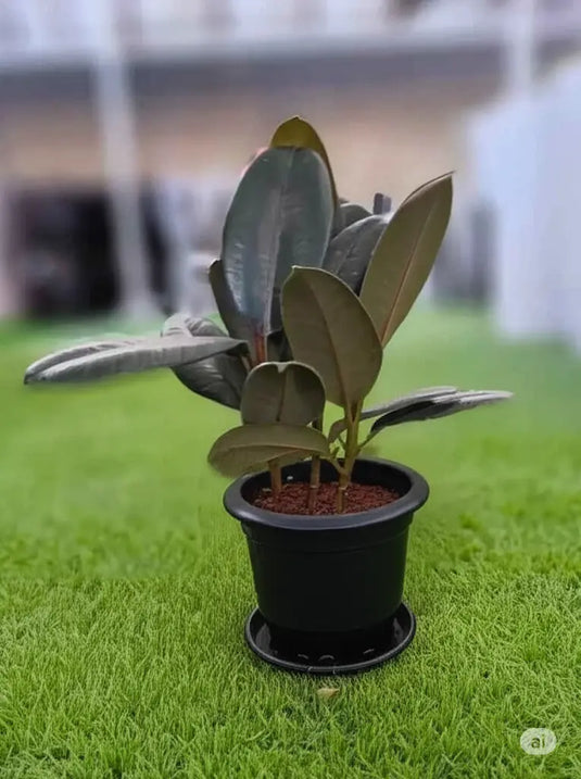 Rubber Plant | Ficus Elastica |Indoor Plant | 30cm - 140cm | Small - Large | Repotting Nursery or Ceramic pot