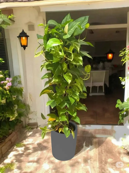 Golden Pothos | Indoor Plant  | Nursery and Ceramic Pot
