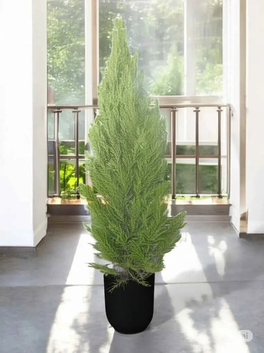 Cupressus - Funeral Cypress, Mediterranean Cypress or Gold Crest 25cm to 150cm