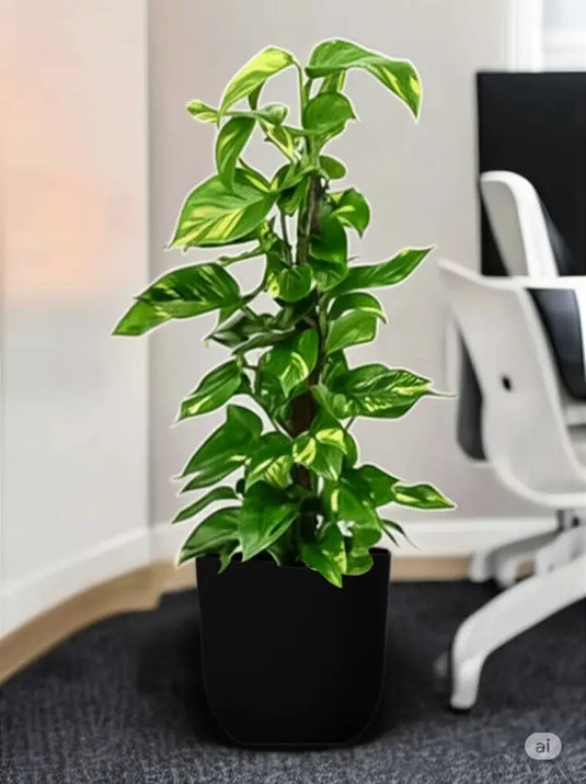 Money Plant - Epipremnum Aureum | Small to Large, 60cm - 150cm | Repotted Indoor Plants Pots | Nursery or Ceramic Pot