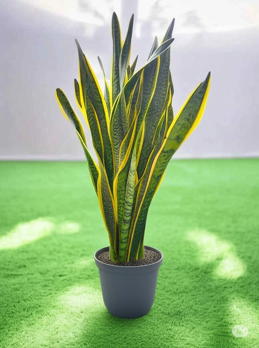 Snake Plant | Indoor Plant Sansevieria | 30cm - 80cm | Small - Large