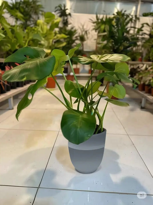 Monstera-Swiss Cheese | Monstera deliciosa or The Hurricane | 30-130 cm | Nursery and Ceramic Pot