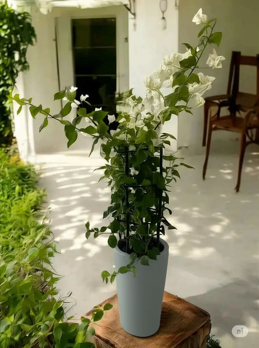 Bougainvillea 4 Stick | Multicolors | 40-150 cm | Outdoor Plant | Nursery and Ceramic Pot