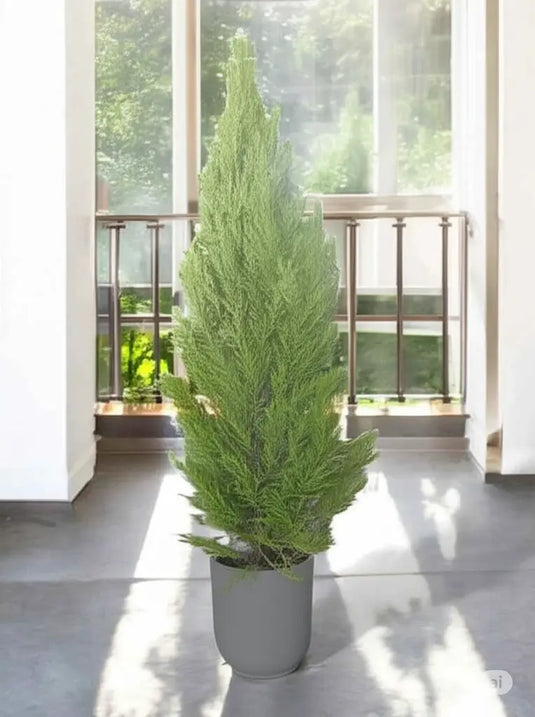 Cupressus - Funeral Cypress, Mediterranean Cypress or Gold Crest 25cm to 150cm