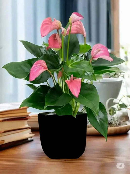 Flamingo Pink Plant | Small, Large sizes, 30-70cm, Nursery or Ceramic Pots | UAE Delivery