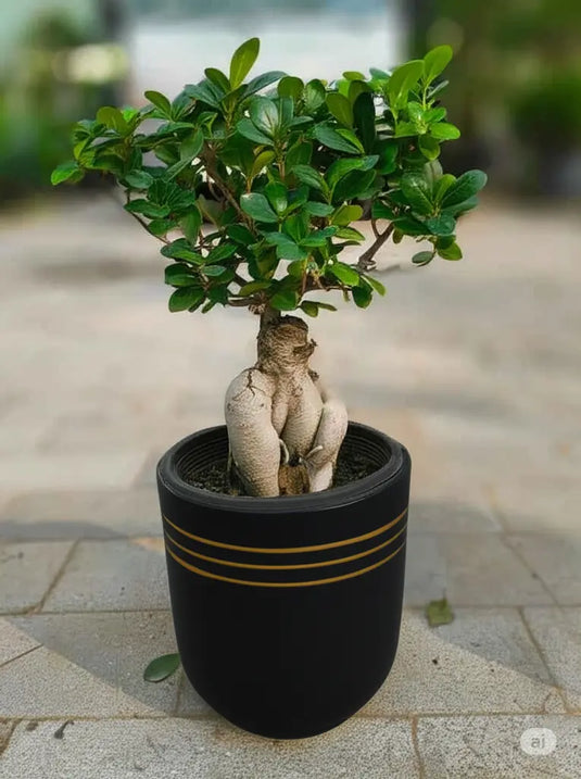 Ficus Panda Bonsai | Nursery and Ceramic Pot | Freshplants