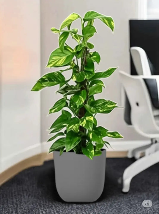 Money Plant - Epipremnum Aureum | Small to Large, 60cm - 150cm | Repotted Indoor Plants Pots | Nursery or Ceramic Pot