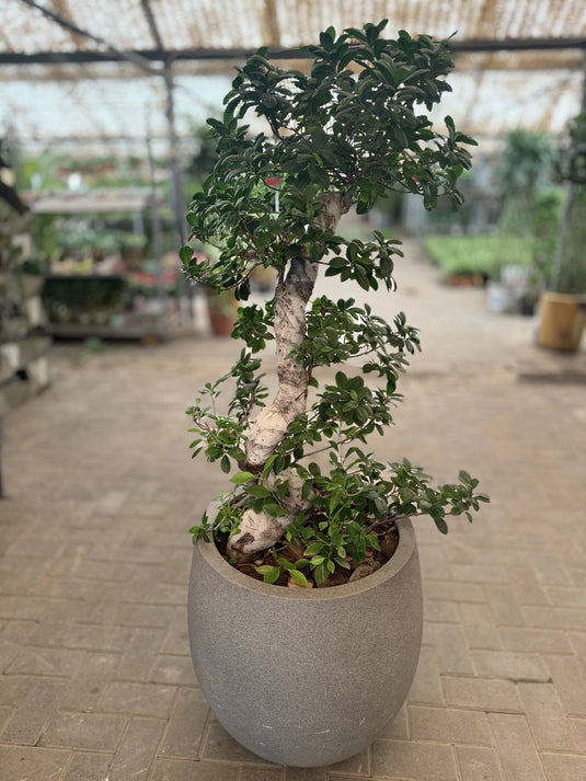 Ficus Panda "S" Shape Indoor Plant | Air Purifier | Freshplants | Home and Office | UAE Delivery