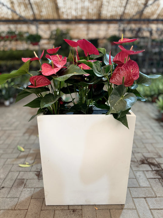 Red Anthurium | Flamingo Red Plant | Flowering Indoor Plant | Home and Office | Privacy Arrangement Planter