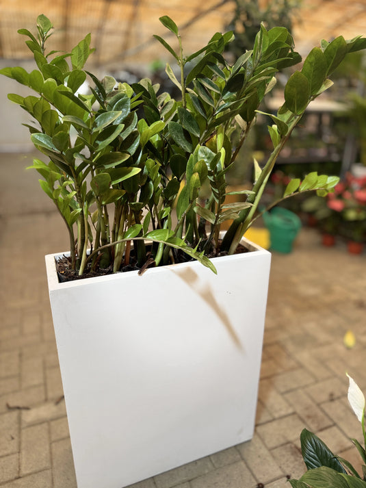 Buy Indoor ZZ Plant (Zamioculcas zamiifolia) |  Privacy Arrangement Planter | Low Maintenance | Free Delivery