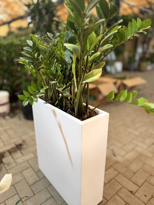 Buy Indoor ZZ Plant (Zamioculcas zamiifolia) |  Privacy Arrangement Planter | Low Maintenance | Free Delivery