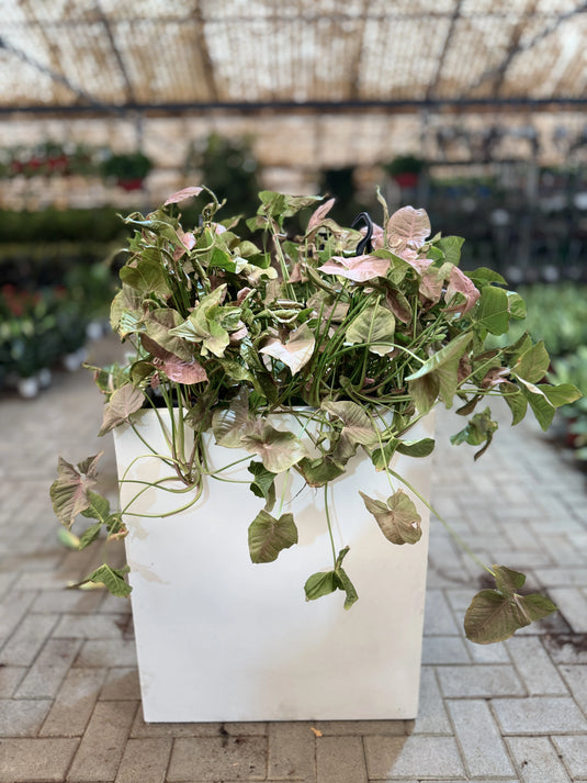 Pink Arrowhead Indoor Planter |  Syngonium Pink | Privacy Arrangement | Home and Office | Indoor Plant | Free Delivery