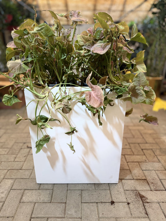 Pink Arrowhead Indoor Planter |  Syngonium Pink | Privacy Arrangement | Home and Office | Indoor Plant | Free Delivery