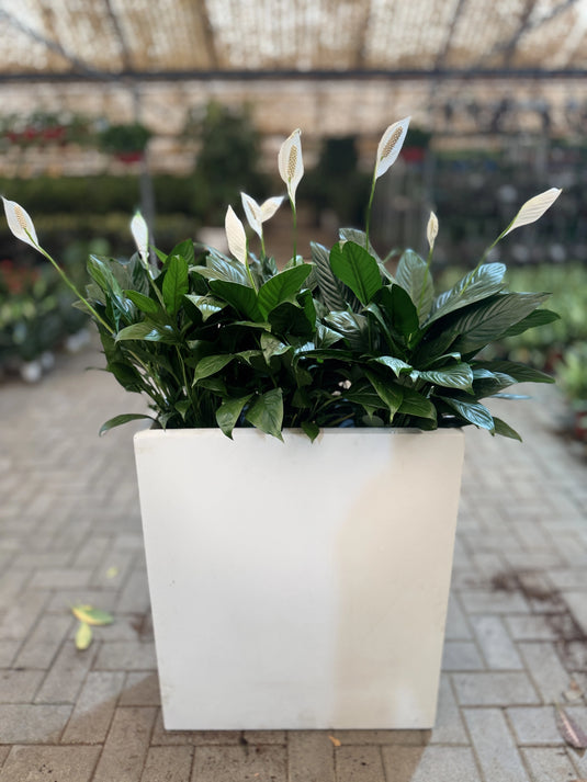 Indoor Peace Lily | Planter | Privacy Arrangement | Indoor Plants| Home and Office | UAE Deliver
