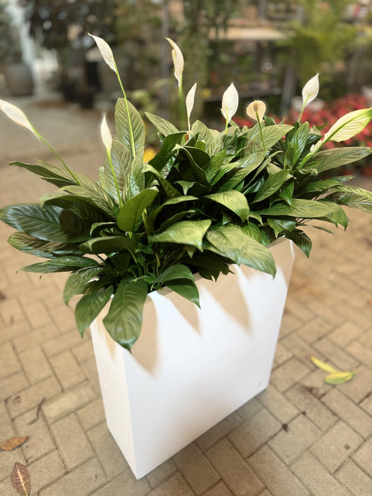 Indoor Peace Lily | Planter | Privacy Arrangement | Indoor Plants| Home and Office | UAE Deliver