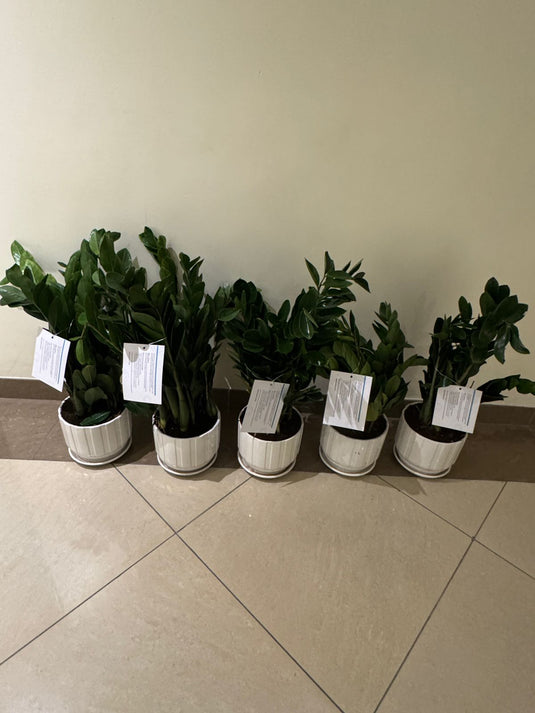 Buy Zamia ZZ plant | Indoor Plant | Home and Office  | Online Dubai Plants