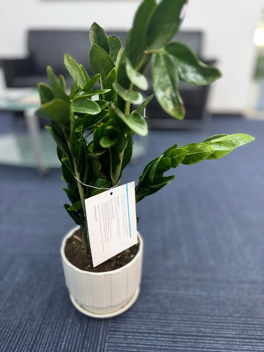 Buy Zamia ZZ plant | Indoor Plant | Home and Office  | Online Dubai Plants