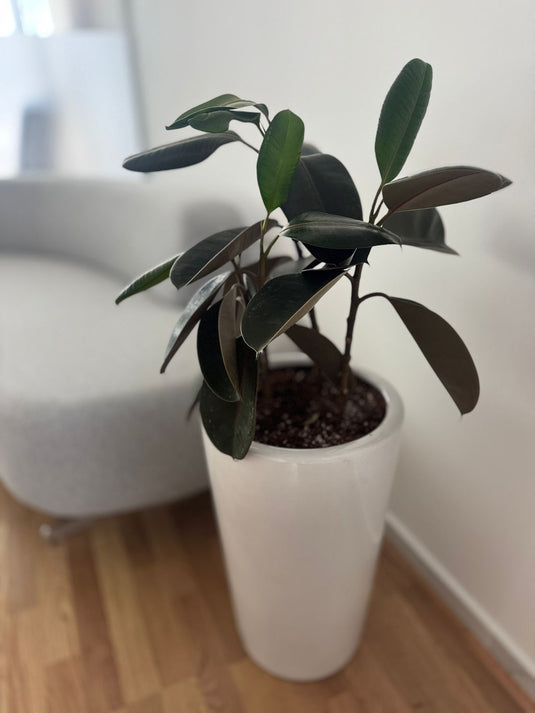Rubber Plant | Ficus Elastica |Indoor Plant | 30cm - 140cm | Small - Large | Repotting Nursery or Ceramic pot