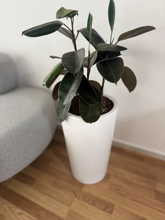 Rubber plant Variegated | 50-130 cm | Repotted