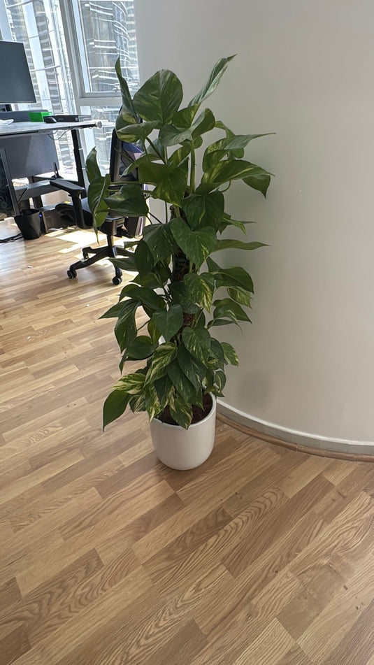 Money Plant - Epipremnum Aureum | Repotted Indoor Plants Pots | Nursery or Ceramic Pot | Home and Office