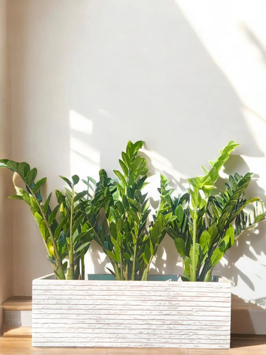 Zamia ZZ Bundle | Zamioculcas Zamiifoliat | Cheap Indoor Plant | Freshplants | 60 - 80cm | White Planter