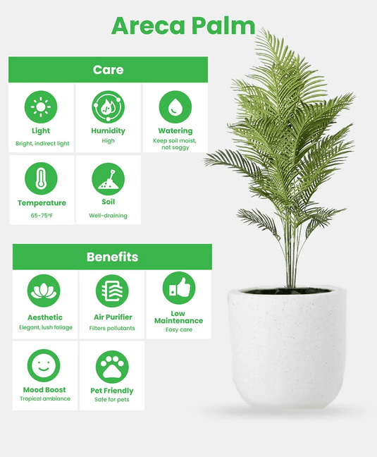 Areca Palm Plant x 2 | Bundle Offer | 130 - 150 cm | Nursery Pot - Freshplants