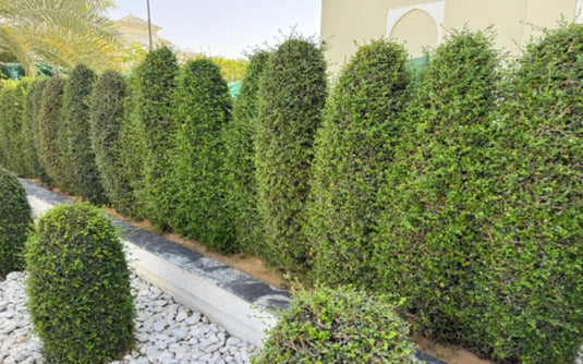 Ficus Cone Shape Diversfolia | 1.5m, 2m, 2.5m | Outdoor Plant - Freshplants