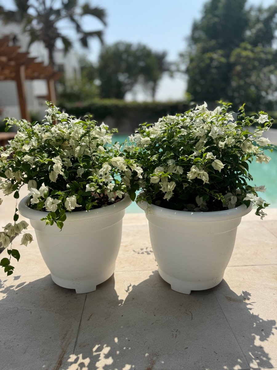 Buy Bougainvillea Flower Plant White x 2 Bundle XL Outdoor Garden Plant - Freshplants
