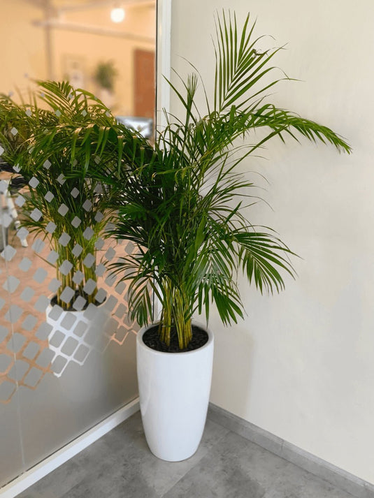 Areca Palm Indoor Plants Premium Bundle | 5 x Plants | Ceramic Pots - Freshplants